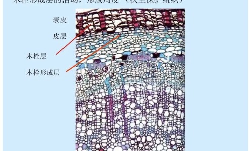权威身上长肉猴子怎么去除平台,分享专业身上长猴子是什么病知识_身上长猴子有点疼网