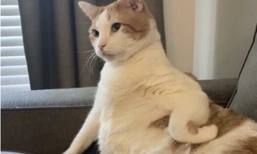 身上长猴子-权威身上长肉猴子怎么去除平台,分享专业身上长猴子是什么病知识_身上长猴子有点疼网
